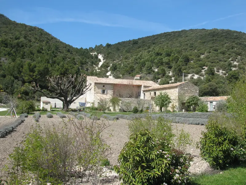 Bastide en pierre adossée à des collines boisées, rangs de lavande au premier plan